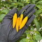 Pepper joes aji lemon drop peppers in black gloved hand used to represent seeds for sale
