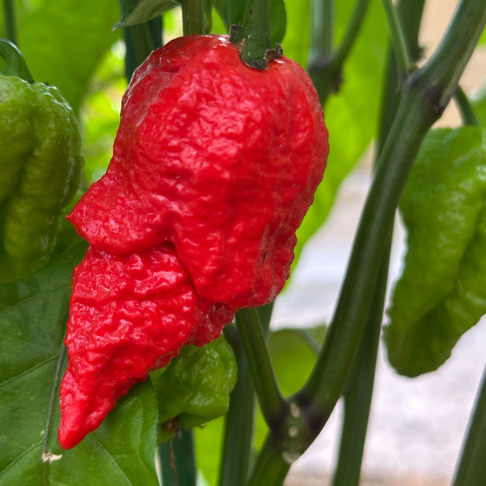 Pepper Joe's apocalypse scorpion pepper ripened on the plant, used to display pepper seeds for sale