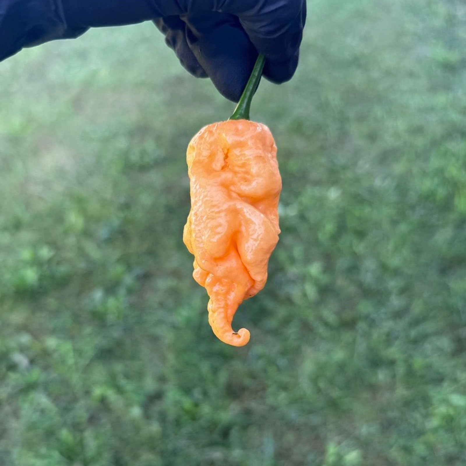 joojaebum espy espyone ジュ・ジェボム Jay's Peach Ghost Scorpion Pepper Seeds | Pepper Joe's – Pepper Joe's