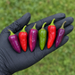 Purple Tiger peppers in a single-file lineup showing purple, green, and red ripening colors used to display pepper seeds for sale