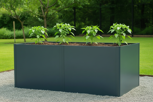 Raised garden bed with spaced pepper plants