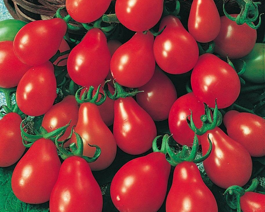 Semillas de tomate pera roja