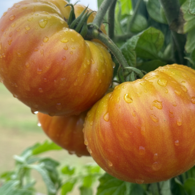 Ripened Pineapple Tomatoes with morning dew on the plant, used to display tomato seeds for sale