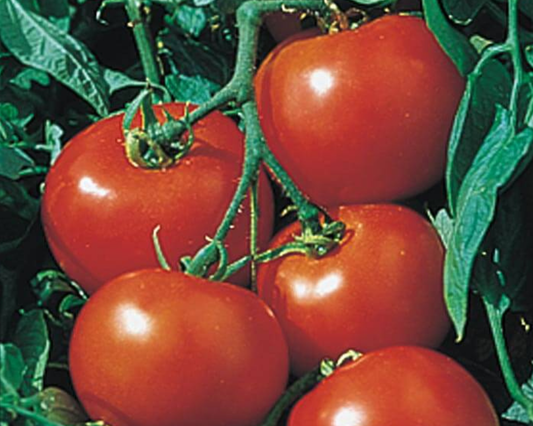 Semillas de tomate Rutgers Select