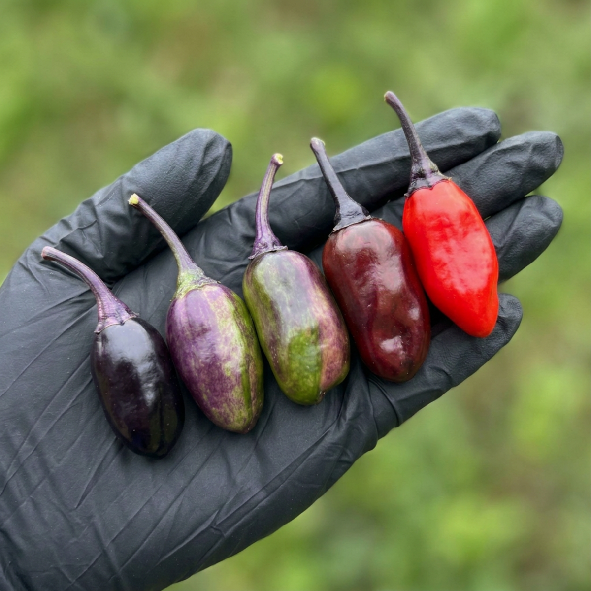 5 Scarlett Chili peppers on a black-gloved palm with a blurry grassy background used to display pepper seeds for sale