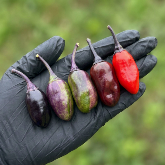 5 Scarlett Chili peppers on a black-gloved palm with a blurry grassy background used to display pepper seeds for sale