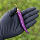 Single purple Buena Mulata pepper on a black-gloved palm used to display pepper seeds for sale
