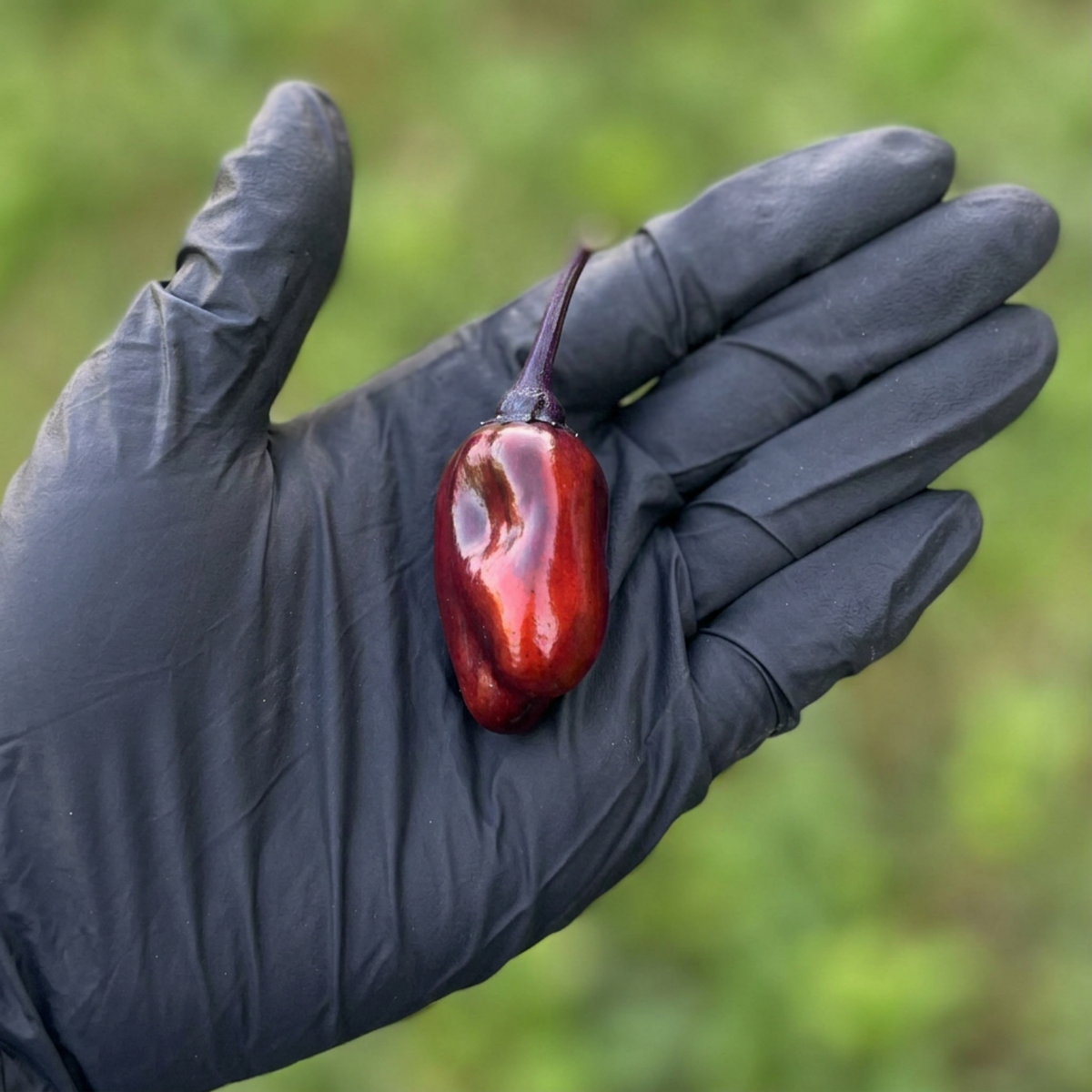 Single Scarlett Chili pepper in a black-gloved palm used to display pepper seeds for sale
