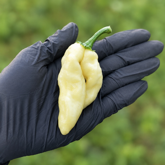Single White Devil’s Tongue pepper on a black-gloved palm used to display pepper seeds for sale