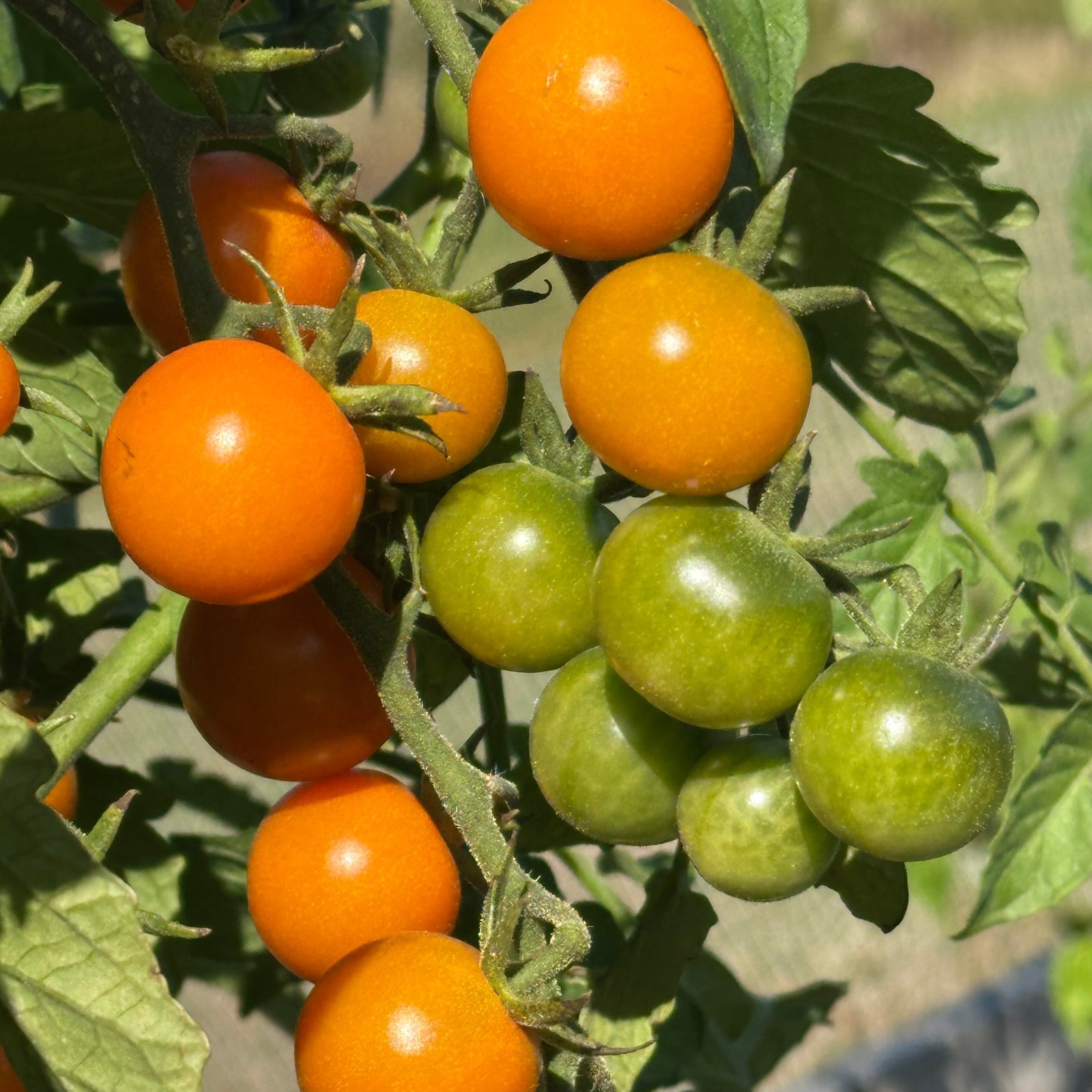 tomatoです Sungold Tomato Seeds – Pepper Joe's