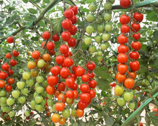 Semillas de tomate híbrido extra dulce Suncherry