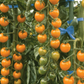 Sun Gold Hybrid Tomato Seeds