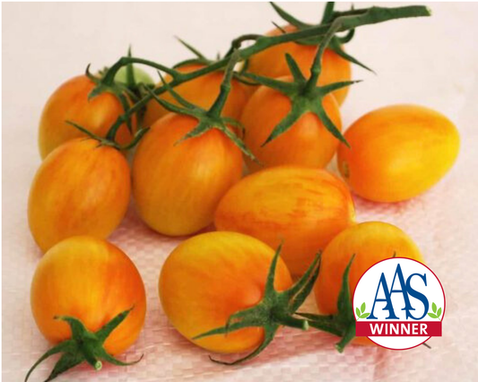 Semillas de tomate híbrido Sunset Torch