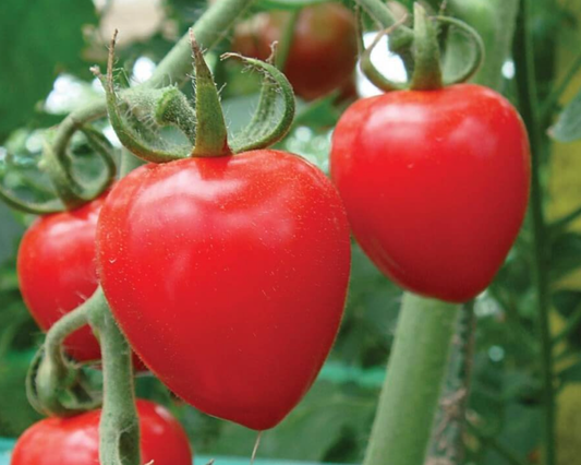 Semillas de tomate híbrido Tomatoberry Garden
