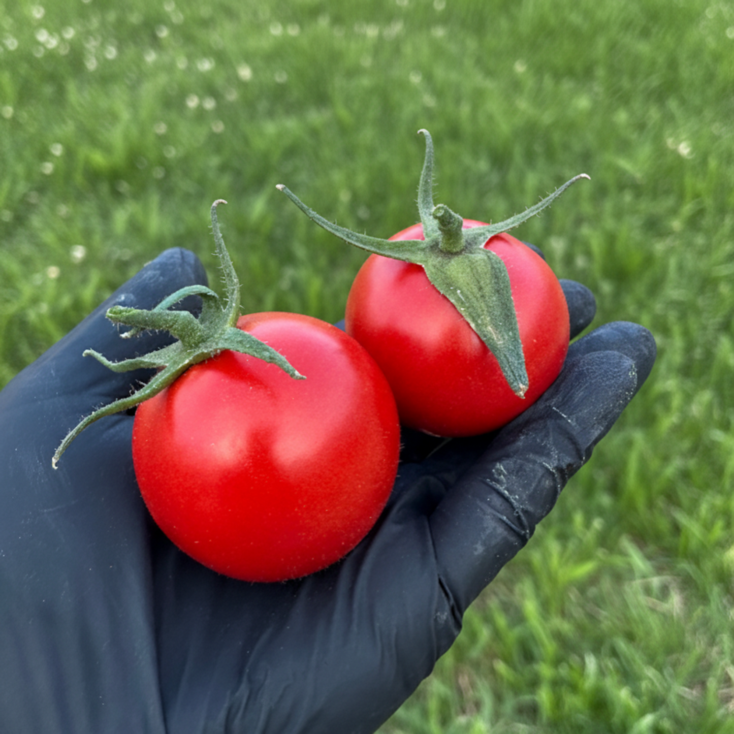 Morgage Lifter Tomatoes in gloved hand with pure green grass background