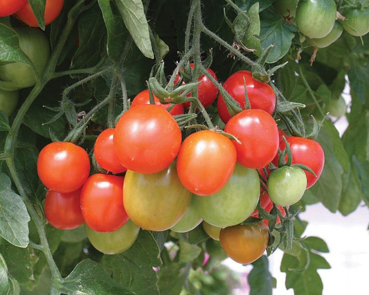 Semillas de tomate rojo Tumbling Tom