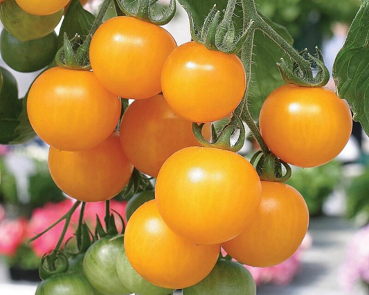 Semillas de tomate amarillo Tumbling Tom