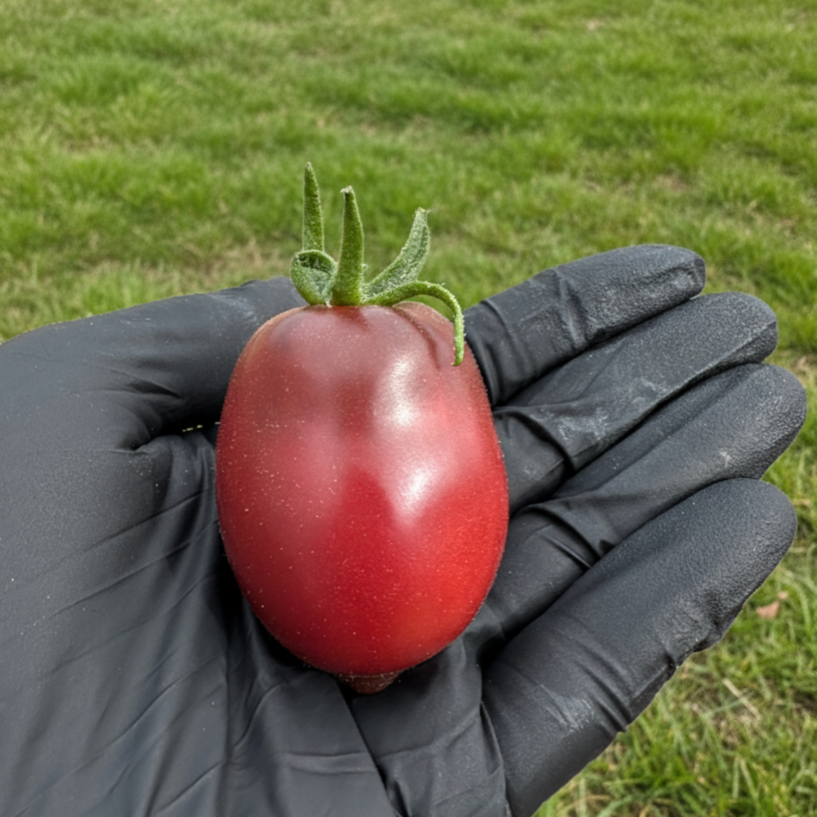 Pepper Joe's Ukrainian Purple Tomato in black gloved hand, used to display tomato seeds for sale. 