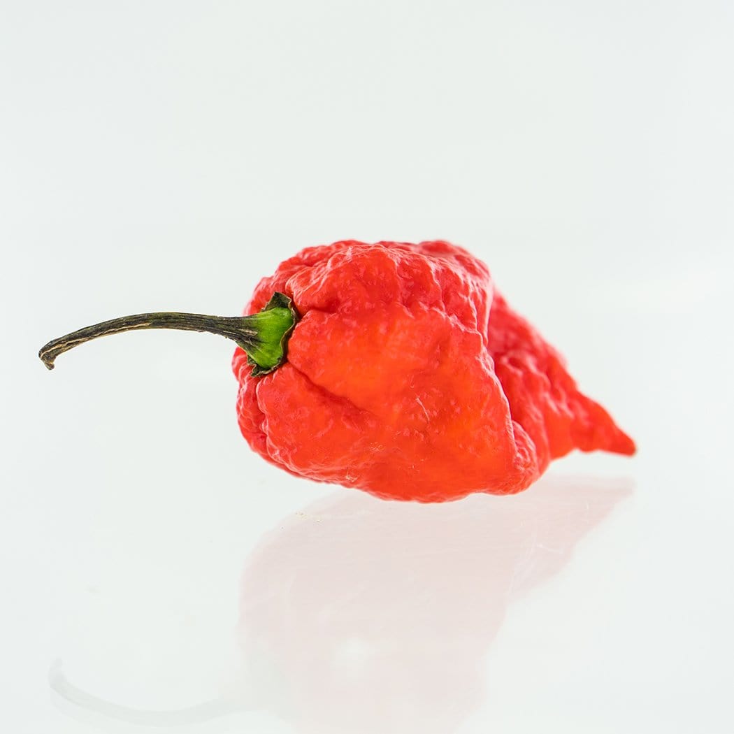 7 Pot Lava Red Pepper Seeds Superhot