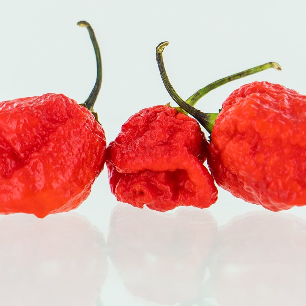 7 Pot Lava Red Pepper Seeds Superhot