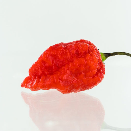7 Pot Lava Red Pepper Seeds Superhot