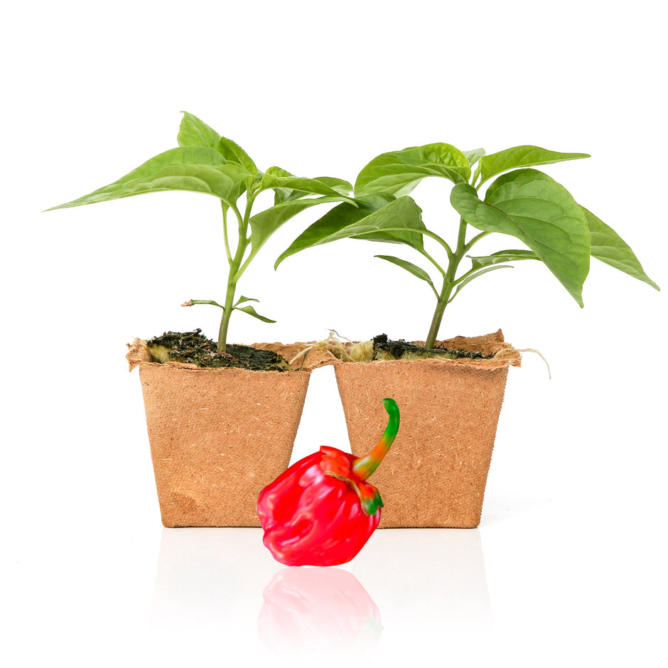 Rare Pepper Plants Delivered to You Pepper Joe’s