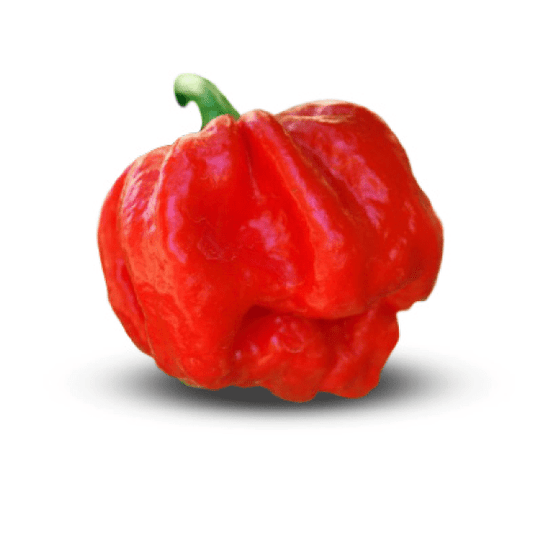 7 Pot Jonah Pepper pod, matured to red