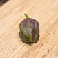 Pepper Joe's 7 Pot Merlot pepper seeds - brown green pepper on wooden table