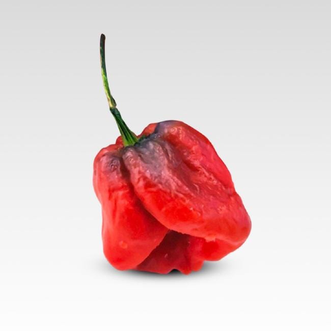 7 Pot Merlot Pepper Seeds Superhot