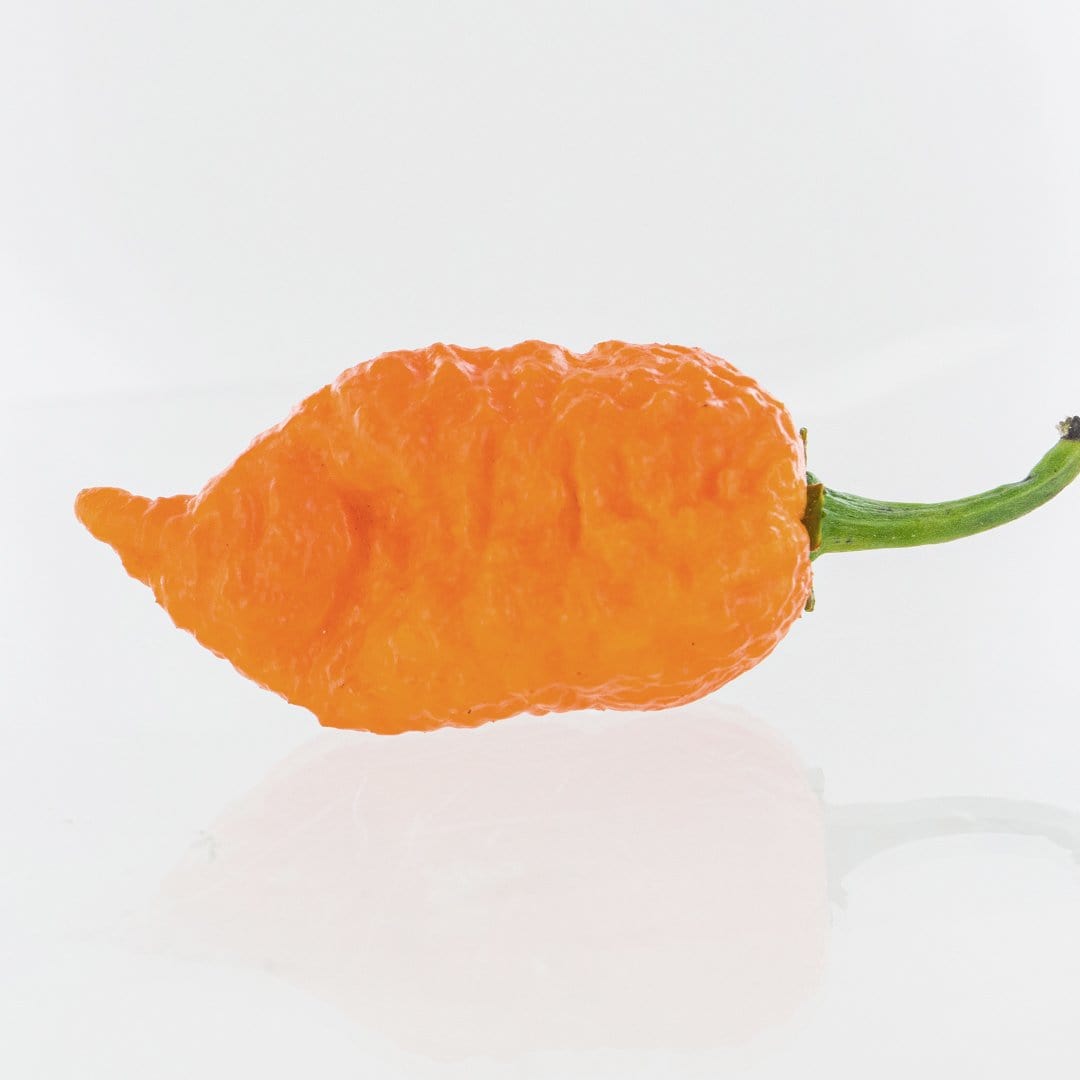 Apocalypse Scorpion X Jays Peach Ghost Pepper Seeds Superhot