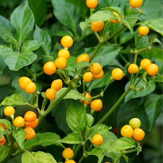 Aji Charapita Pepper Seeds Novelty