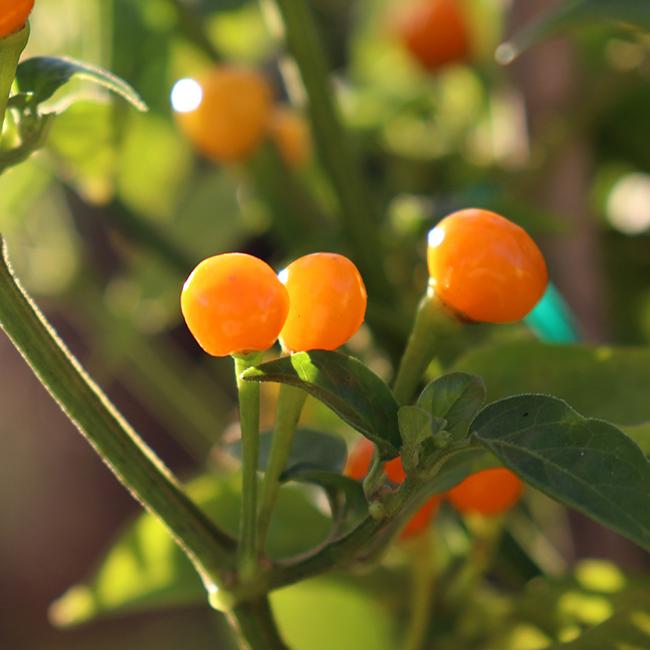 Aji Charapita Pepper Seeds Novelty