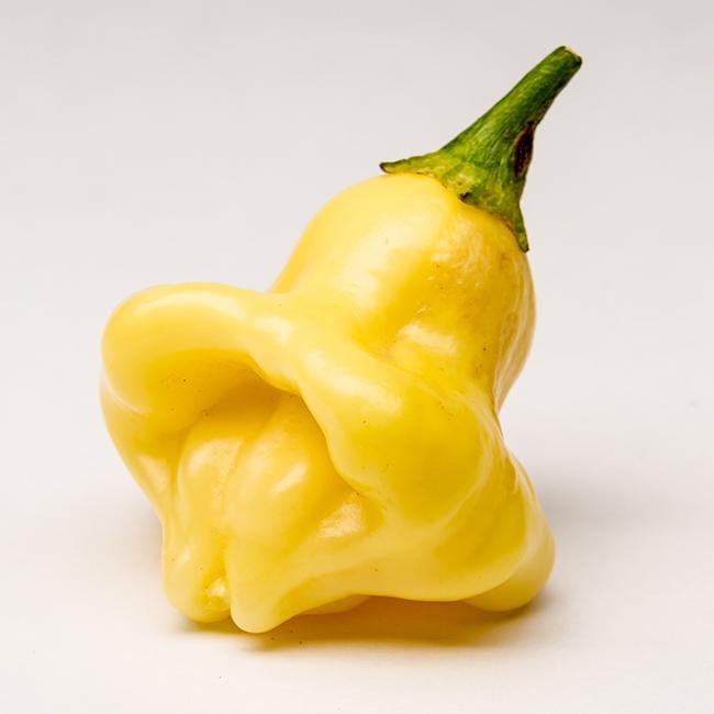 Aji Fantasy Chili Pepper Seeds Novelty