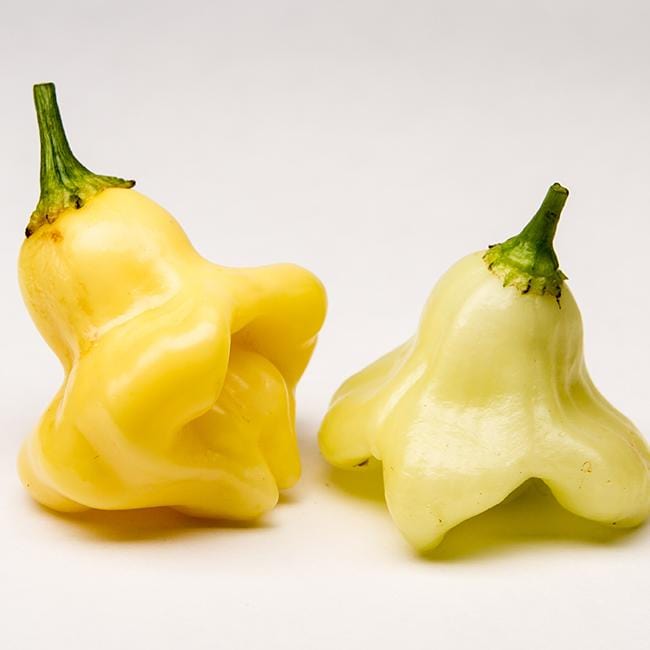 Aji Fantasy Chili Pepper Seeds Novelty