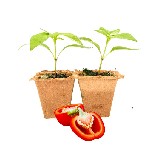 Pepper Joe's Alma Paprika Pepper Plants for sale