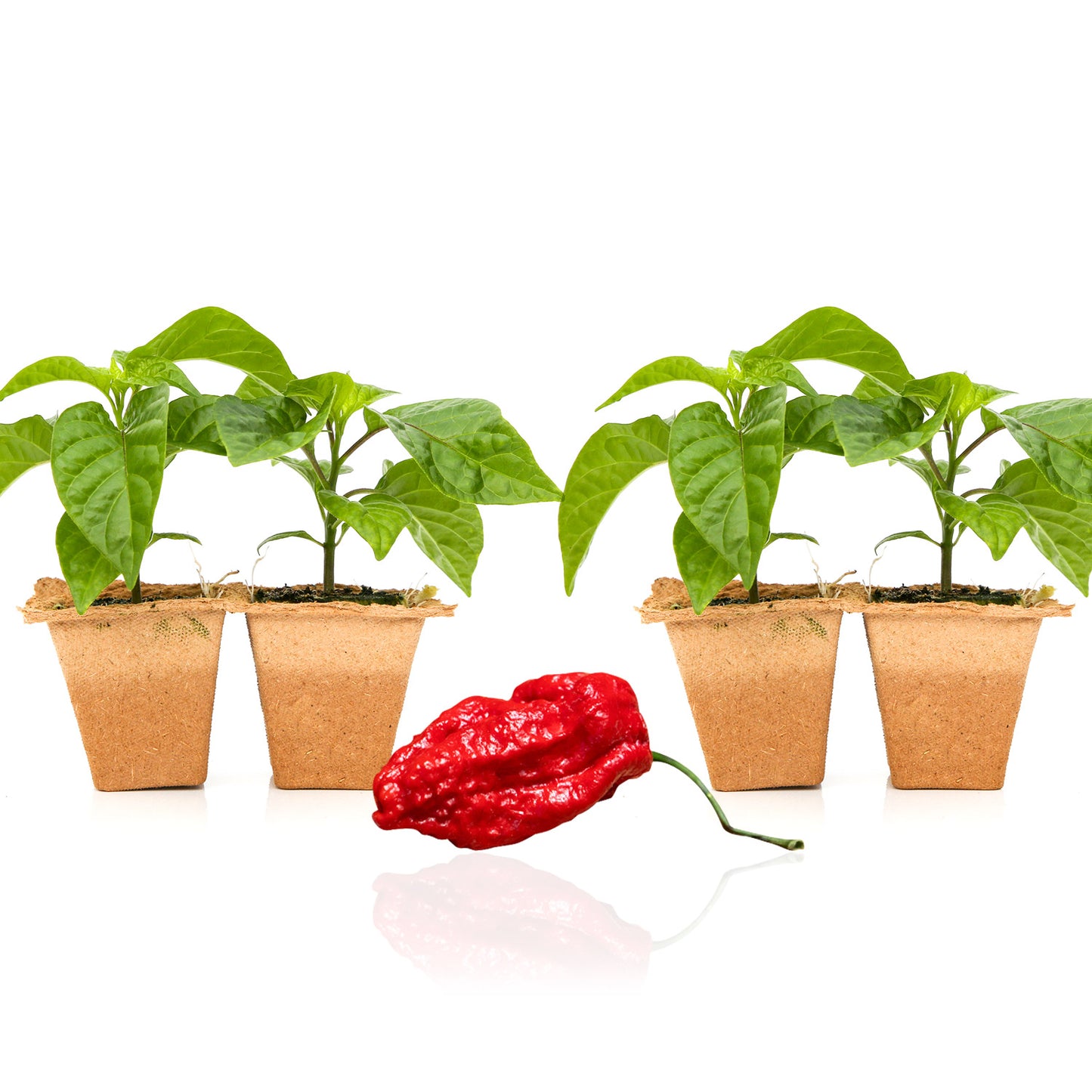 Pepper Joe's Apocalypse Scorpion plants for sale