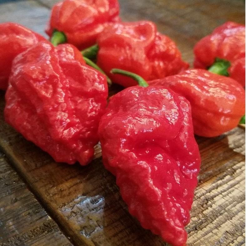 Apocalypse Scorpion Pepper Seeds Superhot