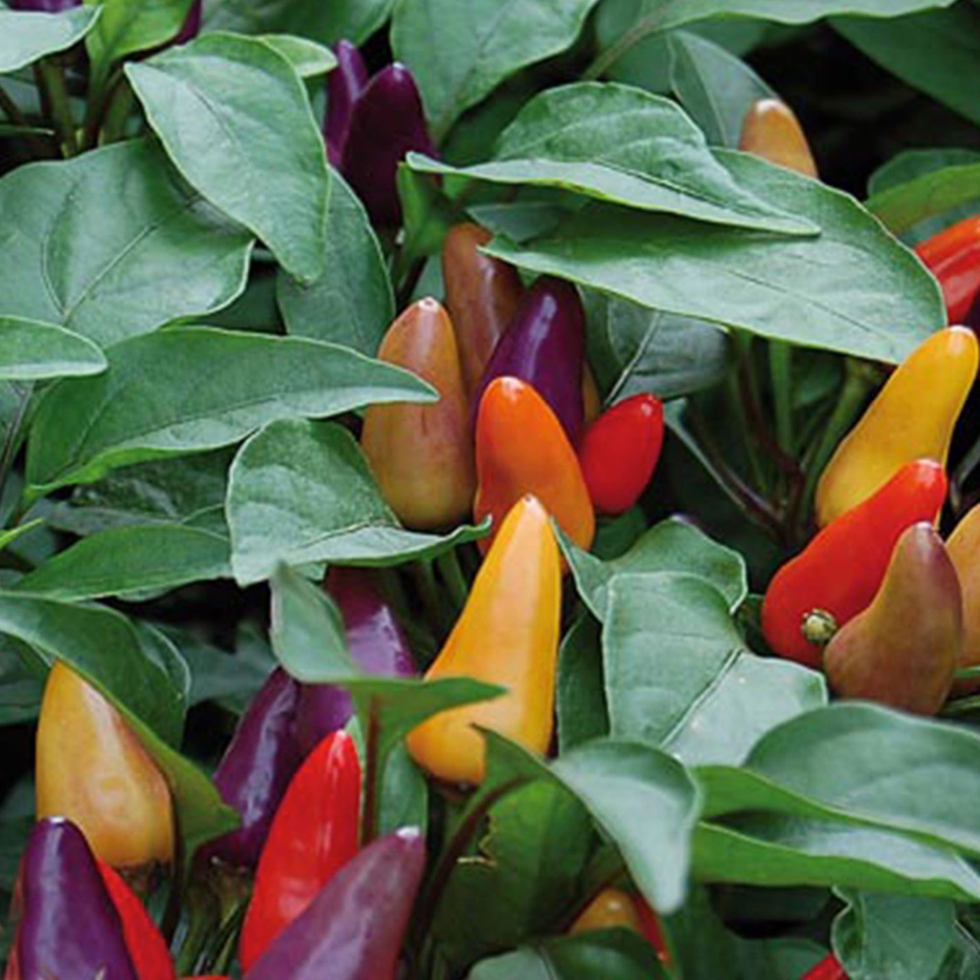 Aurora Pepper Seeds – Pepper Joe’s