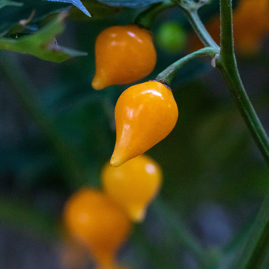 Biquinho Yellow Pepper Seeds Novelty