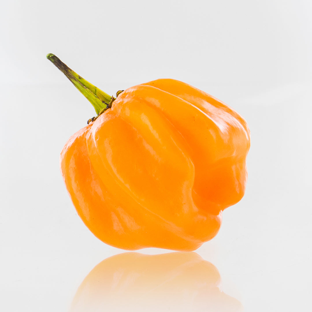 Pepper Joe's Bahamian Ghost pepper seeds - yellow Bahamian Ghost pepper pod on white background