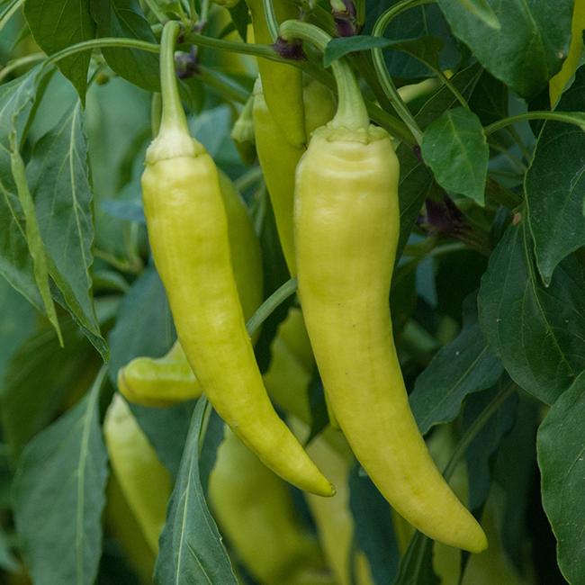 Pepper Joe's Sweet Banana Pepper seeds - banana peppers growing on plant image