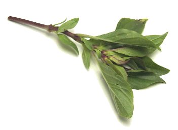 Pepper Joe's Anise Basil seeds - pieces of green anise basil leaves on white background