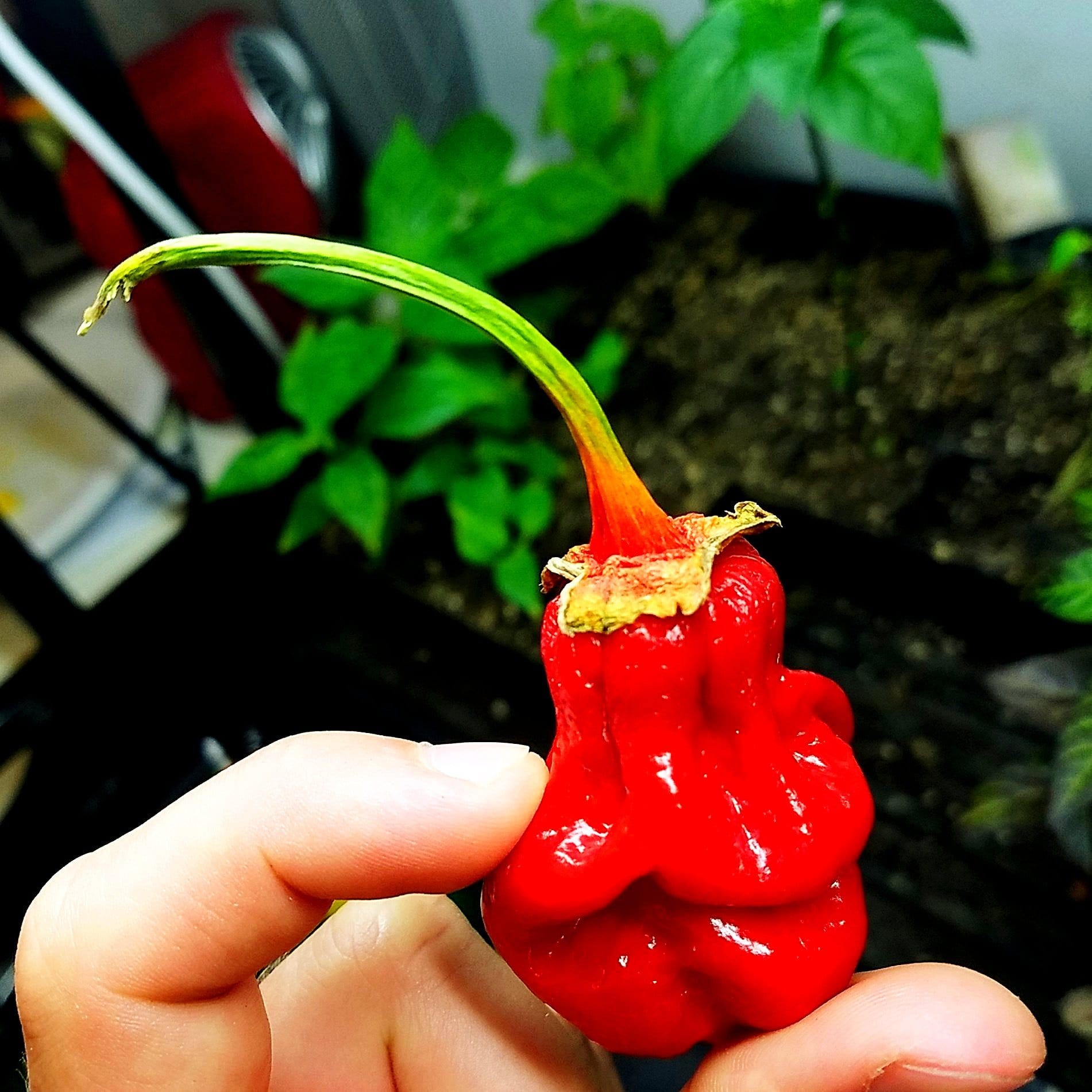 7 pot bubblegum plant Bhutlah Bubblegum 7 Pot Red Seeds by Pepper Joe's
