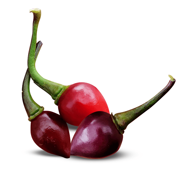 Bico Roxa pepper pods, beautiful purple and reds, small with stems