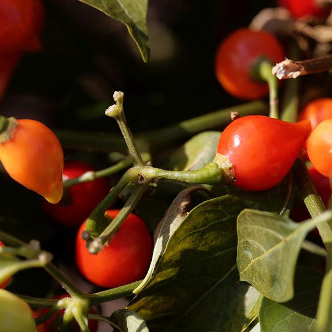 little beak peppers - Pepper Joe's