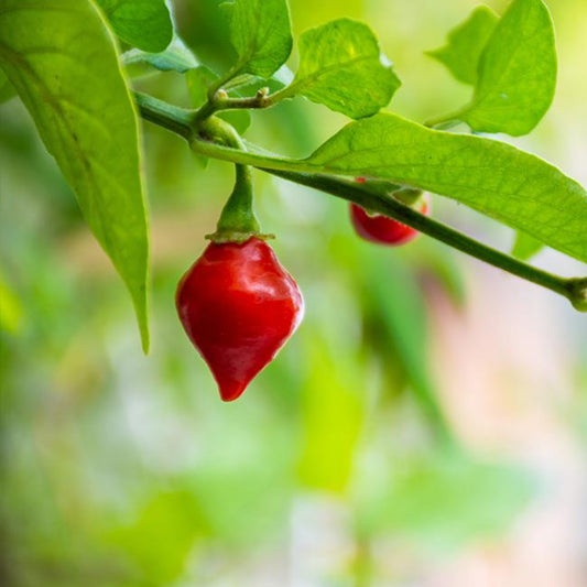 pepper joe's biquinho re hot pepper ripe on the plant