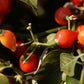 Pepper Joe's red biquinho peppers ripened on the plant