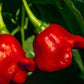 Pepper Joe's bishops crown peppers