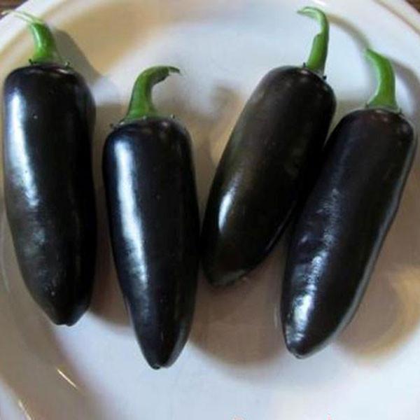 Pepper Joe's Black Jalapeno seeds - jalapeno black peppers on white plate image
