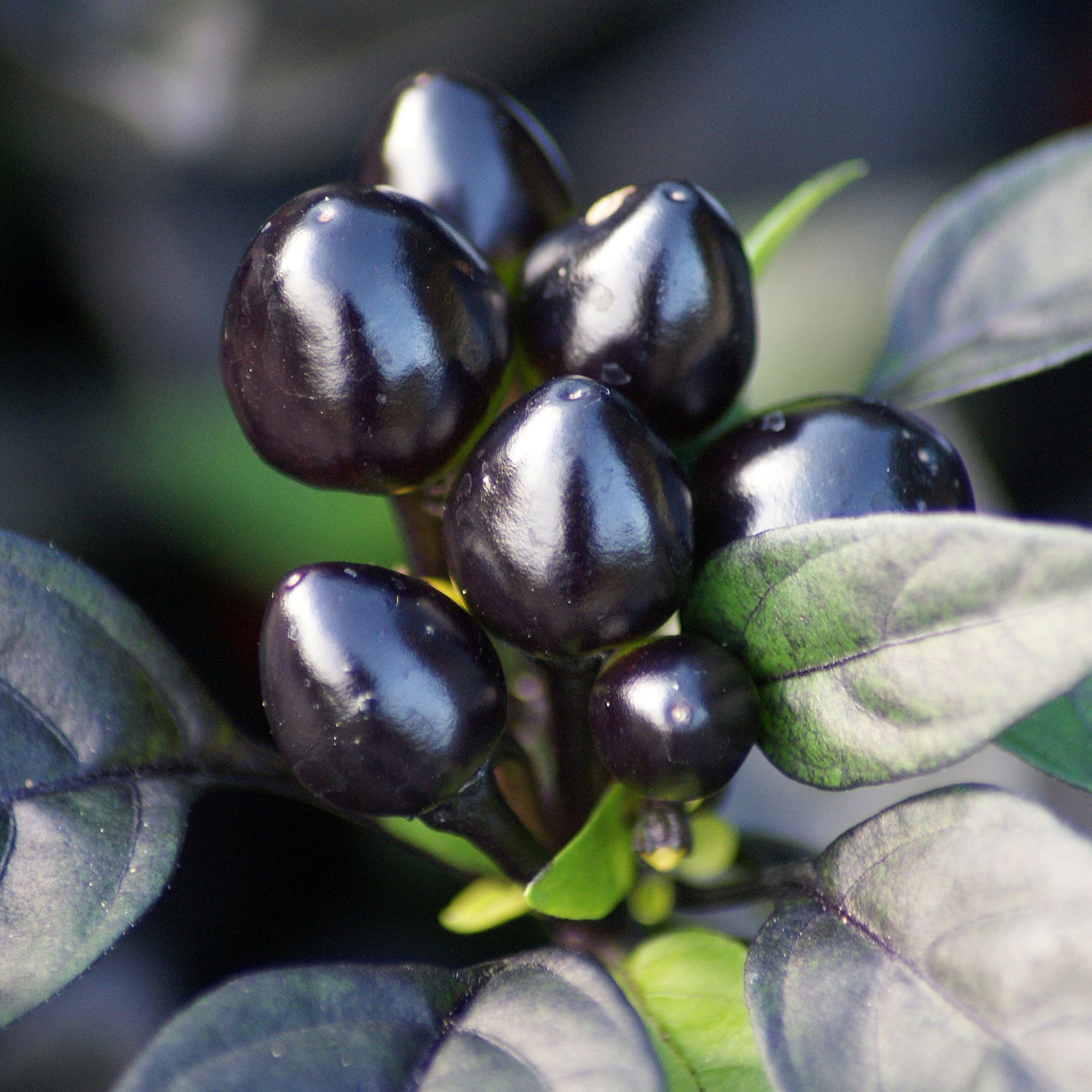 Pepper Joe's Black Pearl Pepper Seeds